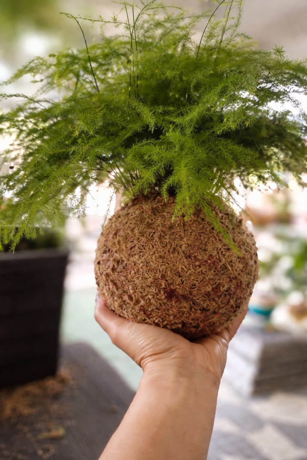 Kokedamas